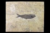 Detailed Fossil Fish (Knightia) - Wyoming #163435-1